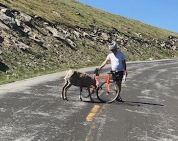 A person riding a horse on the side of a road
Description automatically generated